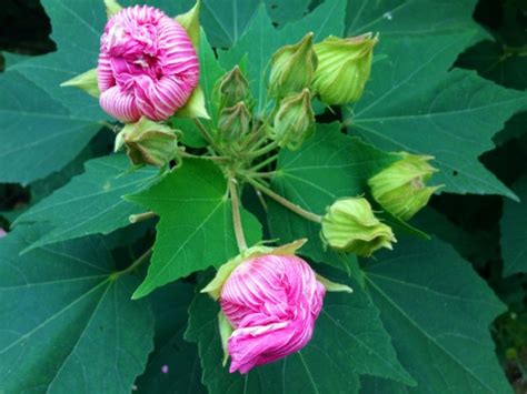 芙蓉是什麼花|芙蓉